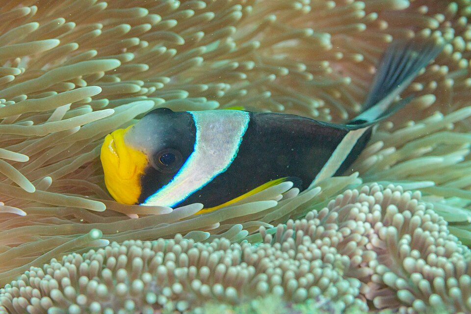 ภาพ ปลาการ์ตูน fuscocaudatus (Amphiprion fuscocaudatus)