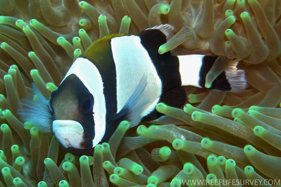 ภาพ ปลาการ์ตูนน้ำเงิน (Amphiprion latezonatus)
