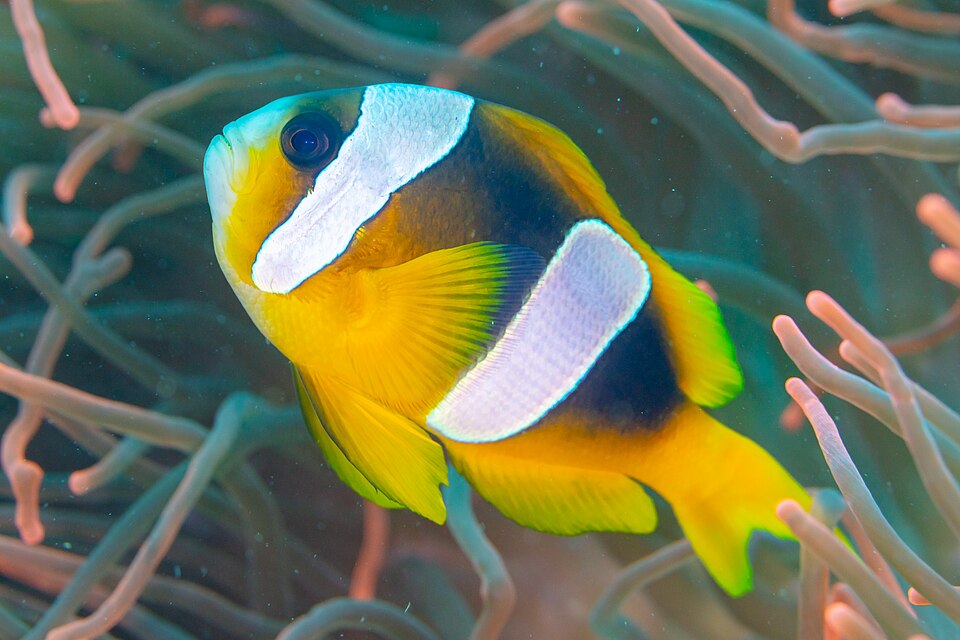 ภาพ ปลาการ์ตูน latifasciatus (Amphiprion latifasciatus)