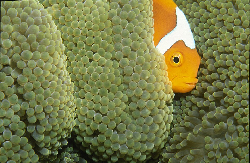 ภาพ ปลาการ์ตูน leucokranos (Amphiprion leucokranos)