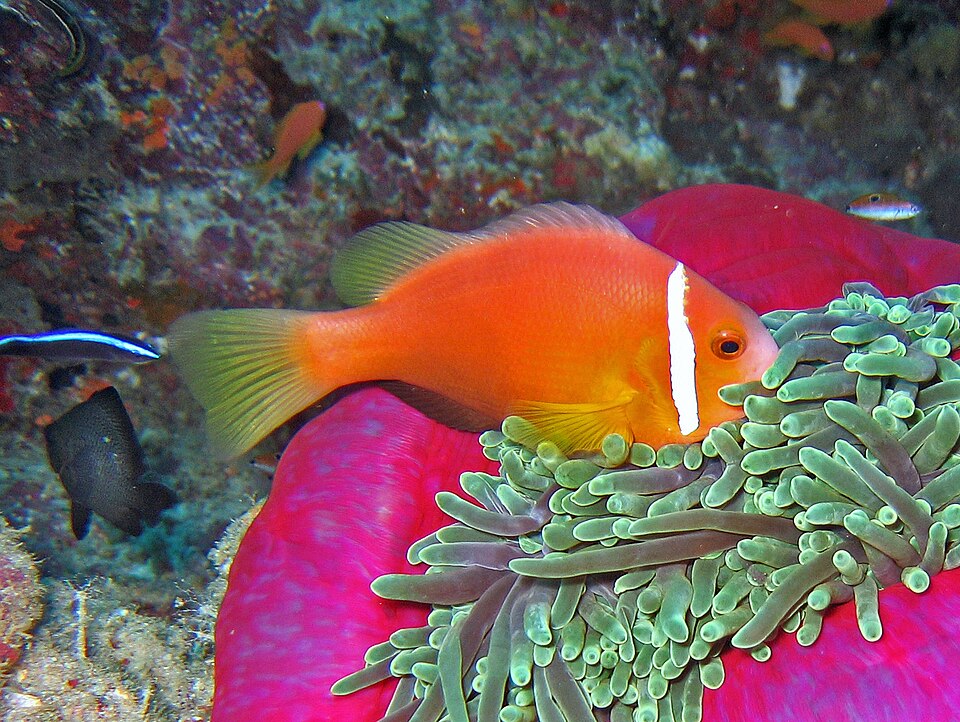 ภาพ ปลาการ์ตูนครีบดำมัลดีฟส์ (Amphiprion nigripes)