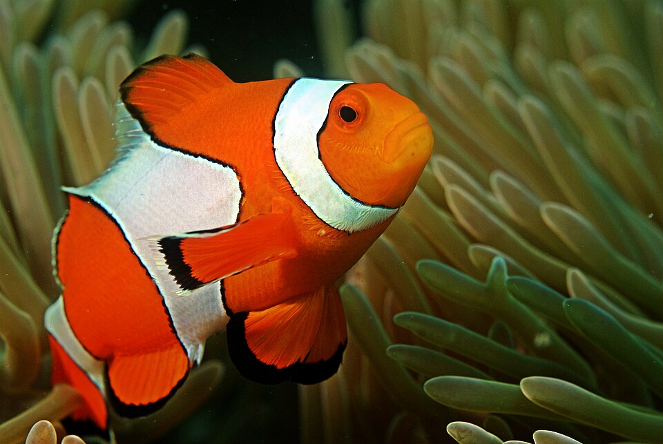 ภาพ ปลาการ์ตูนส้มขาว (Amphiprion ocellaris)