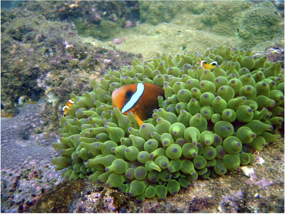 ภาพ ปลาการ์ตูน omanensis (Amphiprion omanensis)