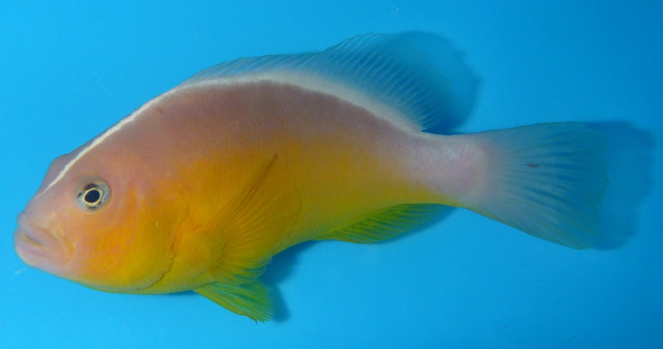 ภาพ ปลาการ์ตูนแปซิฟิก (Amphiprion pacificus)