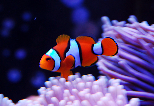ภาพ ปลาการ์ตูนเพอร์คูล่า (Amphiprion percula)