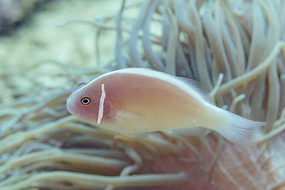 ภาพ ปลาการ์ตูนลายชมพู (Amphiprion perideraion)