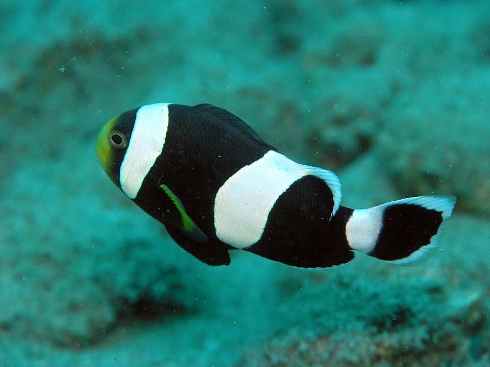 ภาพ ปลาการ์ตูนอานม้าดำ (Amphiprion polymnus)