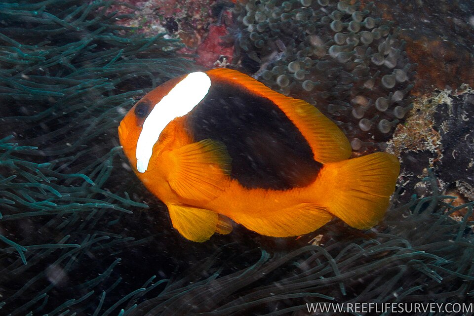 ภาพ ปลาการ์ตูน rubrocinctus (Amphiprion rubrocinctus)