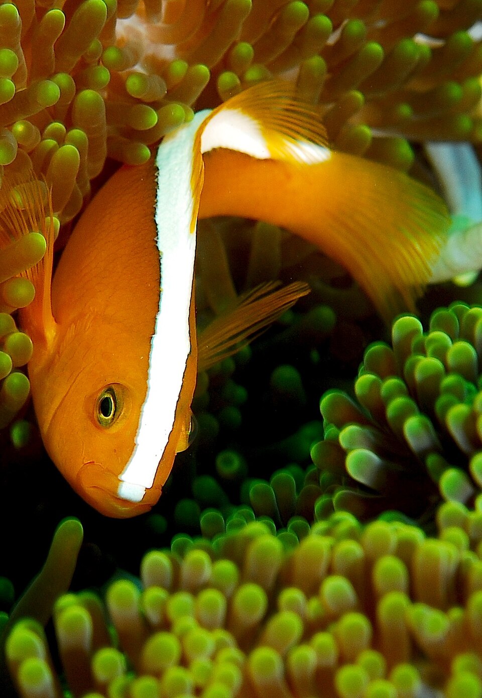 ภาพ ปลาการ์ตูนส้มขาวหลังเหลือง (Amphiprion sandaracinos)