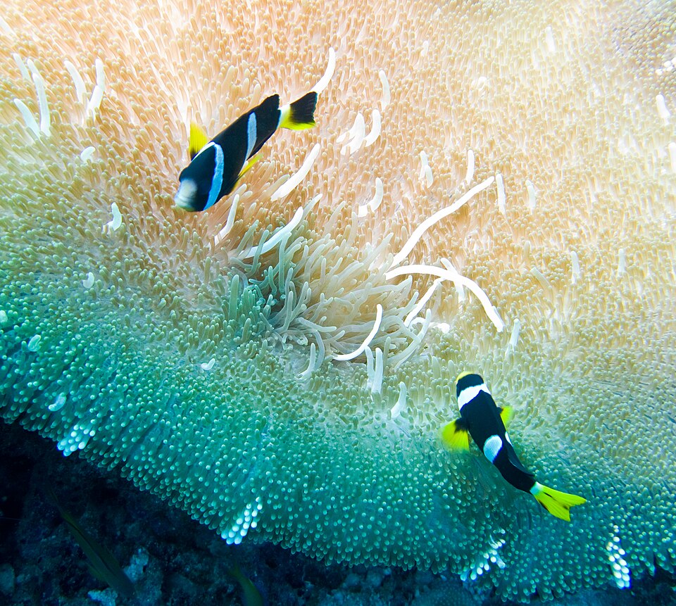 ภาพ ปลาการ์ตูนซีเบ (Amphiprion sebae)