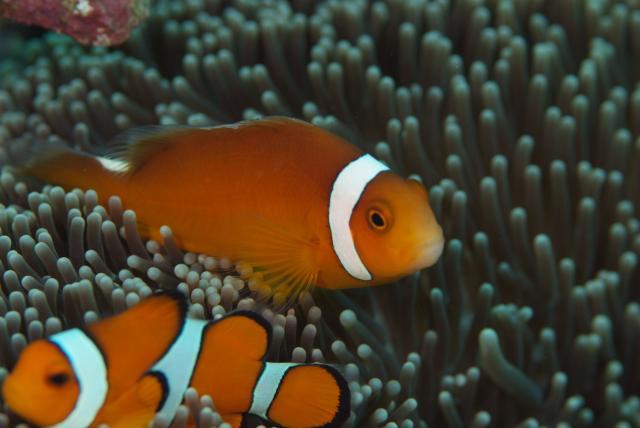 ภาพ ปลาการ์ตูน thiellei (Amphiprion thiellei)