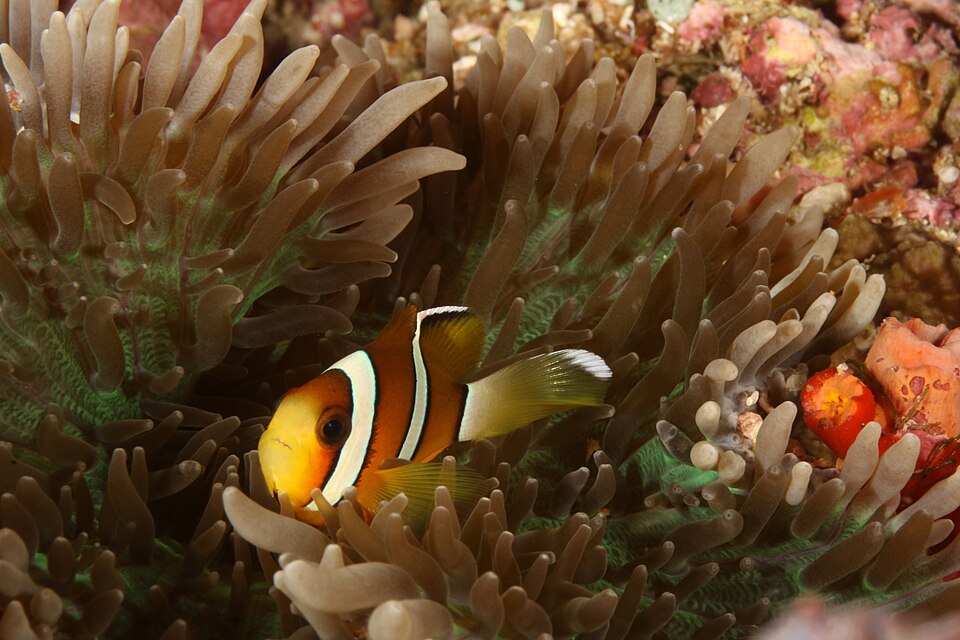 ภาพ ปลาการ์ตูน tricinctus (Amphiprion tricinctus)