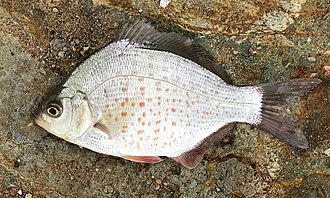 ภาพ ปลา koelzi (Amphistichus koelzi)