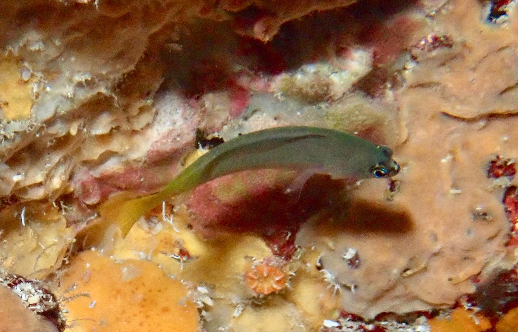 ภาพ ปลาดอตตี้แบ็ค knighti (Amsichthys knighti)