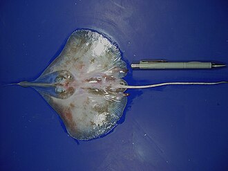 ภาพ ปลา folirostris (Anacanthobatis folirostris)