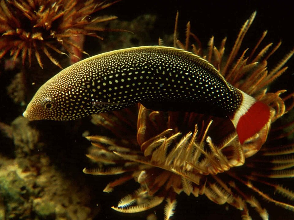 ภาพ ปลานกขุนทอง chrysocephalus (Anampses chrysocephalus)