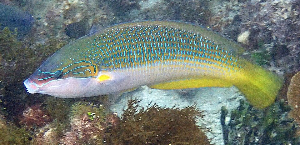 ภาพ ปลานกขุนทอง elegans (Anampses elegans)