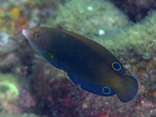 ภาพ ปลานกขุนทองลายเส้น (Anampses geographicus)