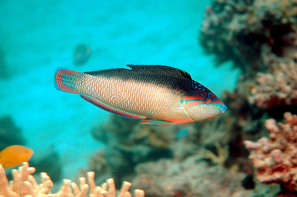 ภาพ ปลานกขุนทองดำ (Anampses neoguinaicus)