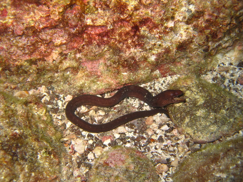 ภาพ ปลาไหลมอเรย์ galapagensis (Anarchias galapagensis)