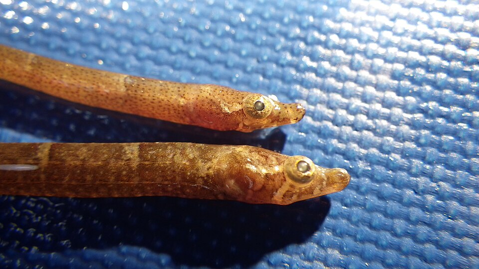 ภาพ ปลาจิ้มฟันจระเข้มีพู่ (Anarchopterus criniger)