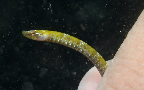 ภาพ ปลาจิ้มฟันจระเข้ tectus (Anarchopterus tectus)