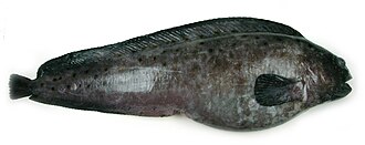 ภาพ ปลา denticulatus (Anarhichas denticulatus)