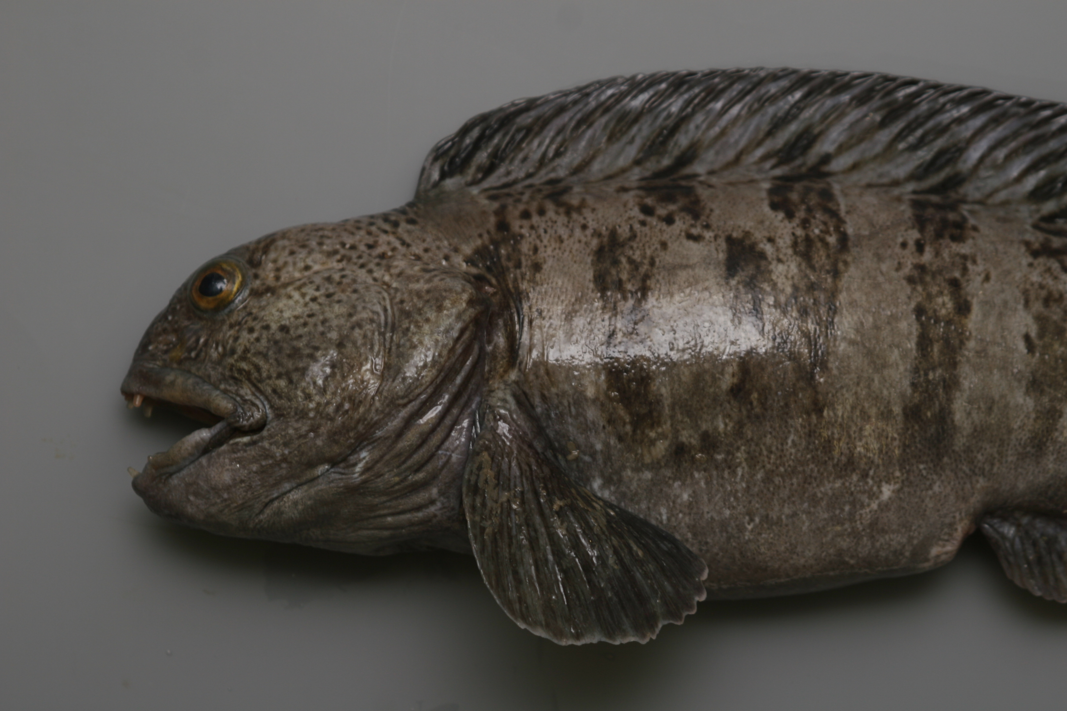 ภาพ ปลา lupus (Anarhichas lupus)