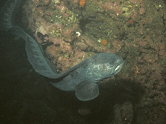 ภาพ ปลา ocellatus (Anarrhichthys ocellatus)