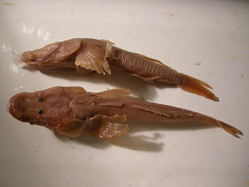 ภาพ ปลาบู่บู่ (Anatirostrum profundorum)