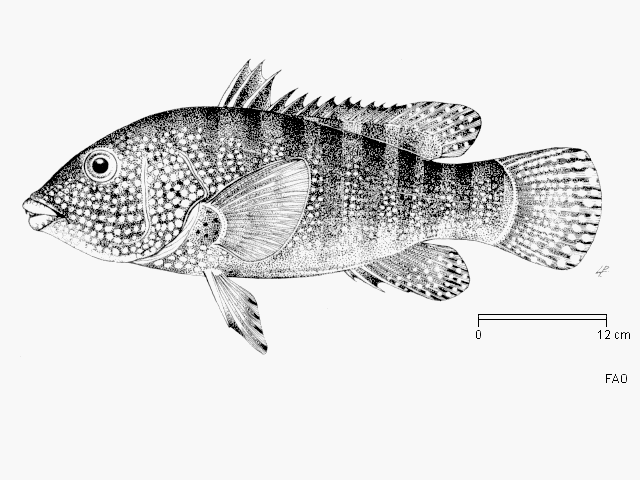 ภาพ ปลานกขุนทอง natalensis (Anchichoerops natalensis)