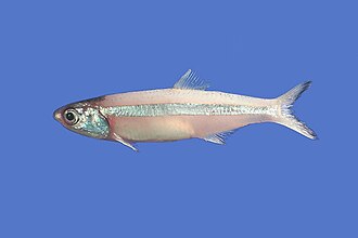 ภาพ ปลา hepsetus (Anchoa hepsetus)