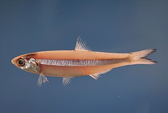 ภาพ ปลา lyolepis (Anchoa lyolepis)