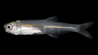 ภาพ ปลา mitchilli (Anchoa mitchilli)