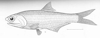 ภาพ ปลา macrolepidota (Anchovia macrolepidota)