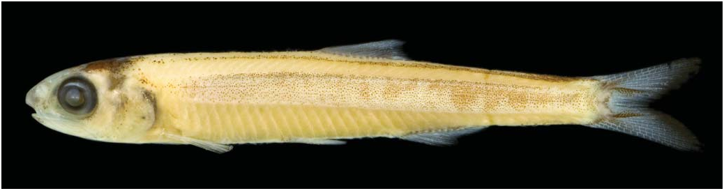 ภาพ ปลา juruasanga (Anchoviella juruasanga)