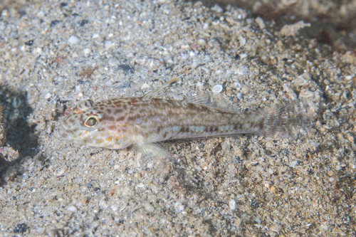 ภาพ ปลาบู่บู่ (Ancistrogobius dipus)