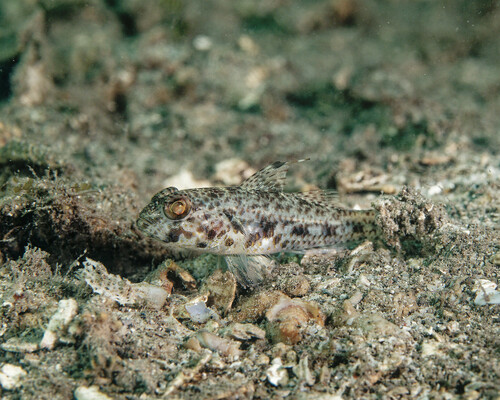 ภาพ ปลาบู่บู่ (Ancistrogobius yanoi)