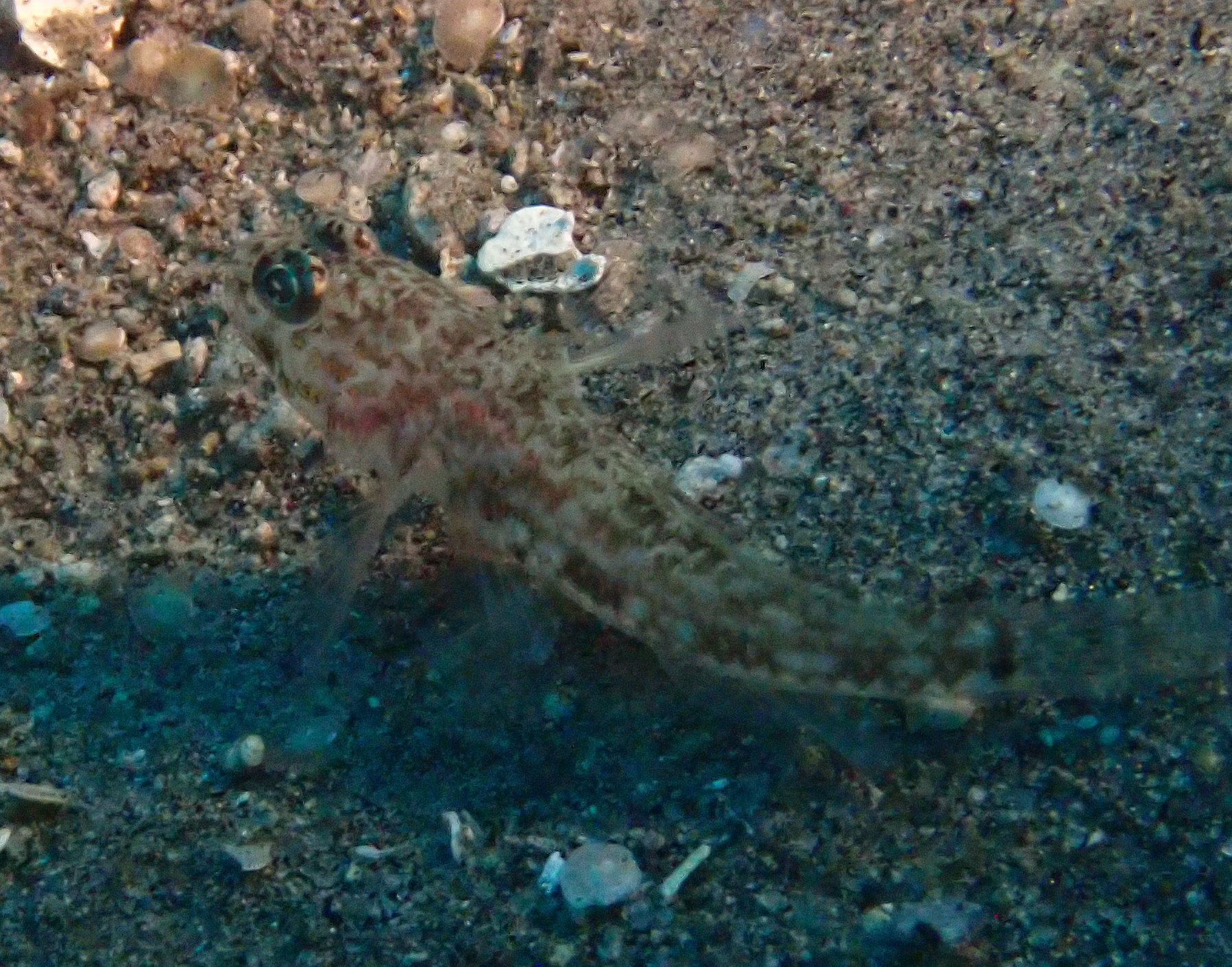 ภาพ ปลาบู่บู่ (Ancistrogobius yoshigoui)
