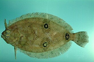 ภาพ ปลา dilecta (Ancylopsetta dilecta)