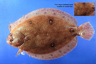 ภาพ ปลา ommata (Ancylopsetta ommata)