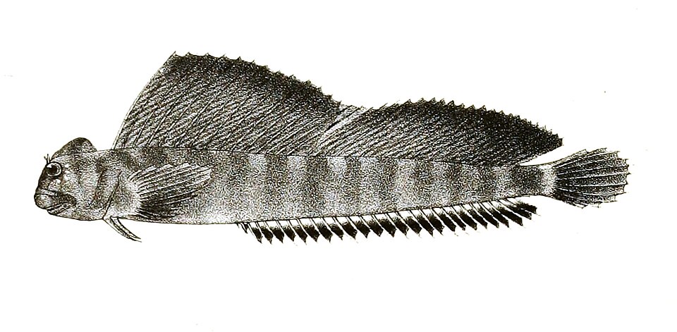 ภาพ ปลาตั๊กแตนหิน amphibius (Andamia amphibius)