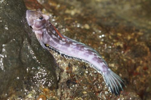 ภาพ ปลาตั๊กแตนหิน reyi (Andamia reyi)