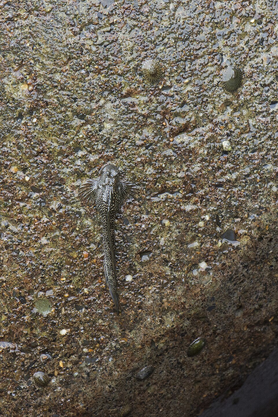 ภาพ ปลาตั๊กแตนหินสี่ (Andamia tetradactylus)