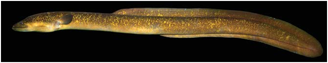ภาพ ปลา bengalensis (Anguilla bengalensis)