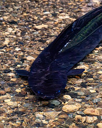 ภาพ ปลา dieffenbachii (Anguilla dieffenbachii)