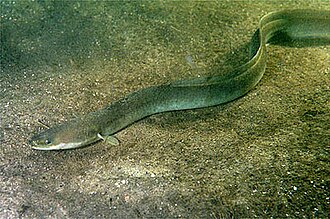 ภาพ ปลา malgumora (Anguilla malgumora)
