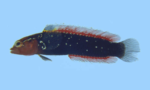 ภาพ ปลาดอตตี้แบ็ค kenyae (Anisochromis kenyae)