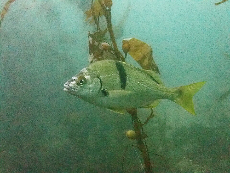 ภาพ ปลาสร้อยนกเขา davidsonii (Anisotremus davidsonii)