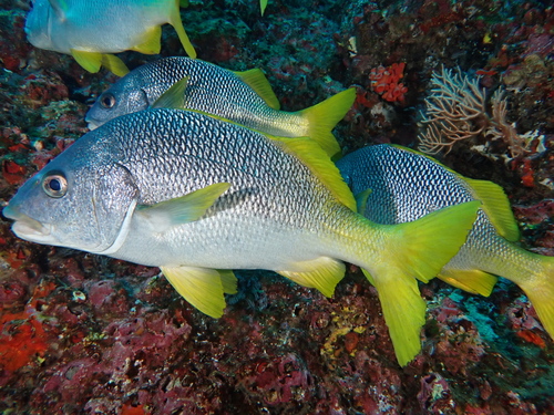 ภาพ ปลาสร้อยนกเขา espinozai (Anisotremus espinozai)